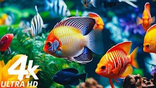 Aquarium 4K VIDEO ULTRA HD  Calming Underwater Ambience - Tranquil Aquarium Sounds