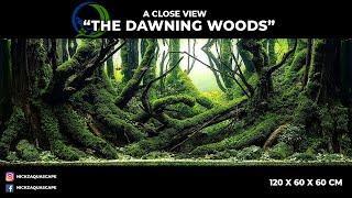  The Dawning woods  Aquascape  120 x 60 x 60 cm - Layout 