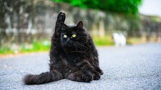 The Ultimate Outdoor Fun - Black Norwegian Forest Cat