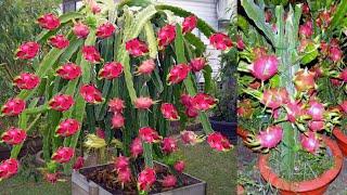 TERBONGKAR Cara Menanam BUAH NAGA Dalam Pot Cepat Berbuah Lebat - How to Grow Dragon Fruit