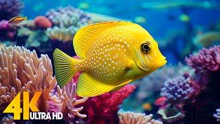 Aquarium 4K VIDEO ULTRA HD  Beautiful Coral Reef Fish - Relaxing Sleep Meditation Music #85