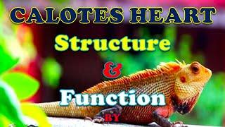 Calotes Heart Structure and function