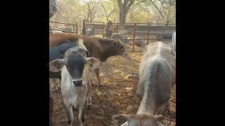 saludos amigos así es cómo va la rifa aquí nos encontramos en el rancho con andrés garcía