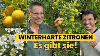 WINTERHARTE Zitrone  für JEDEN Garten Ich besuche den Wildobstspezialisten