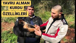 YAVRU ALMAN KURDU SAHİPLENİRKEN NELERE DİKKAT ETMELİYİZ