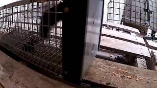 RATS FALL FOR TRAP DOOR. GREATEST HUMANE TRAP EVER MADE