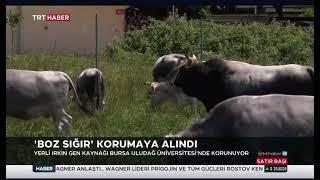 BOZ SIĞIR IRKI BURSA’DA KORUMA ALTINA ALINDI