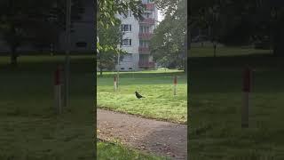 Carrion crow in Europe