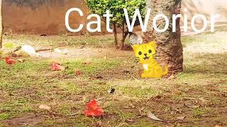 380 #cat #worrior #