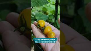 FILIPINA AND AMERICAN COUPLE OUR VERY FIRST TOMATO PLANT ITS TIME TO PICK SOME TOMATOES