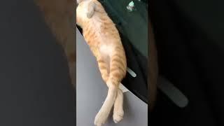 Nyenyak benar tidur nya Si Oyen #sioyen #kucing #kucinglucu #shortsvideos