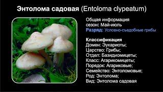 Энтолома садовая Entoloma clypeatum