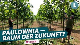 Von 0 auf 4 Meter in einem Jahr rettet Paulownia-Baum unser Klima?  WDR Lokalzeit Land.Schafft.