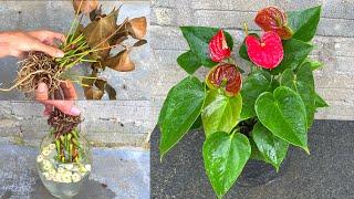 Tips to revive withered anthuriums  How to grow red anthurium