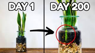 I Put A Snake Plant In Water For 365 Days This Happened