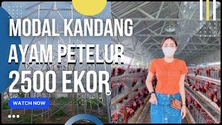 MODAL KANDANG AYAM PETELUR 2500 EKOR #MODALKANDANG #AYAMPETELUR