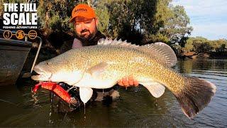 Murray Cod Adventure In The Rain  The Full Scale