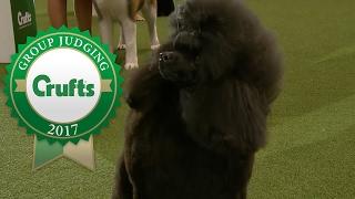 Utility Group Winners Interview  Crufts 2017