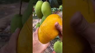 How To Cut  Fresh Fruit Cutting In My Farm