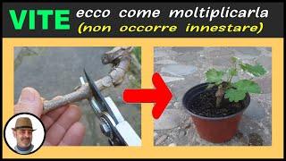 RIPRODURRE LA VITE PER TALEA como reproducir el tornillo para talea multiply the vine by cutting