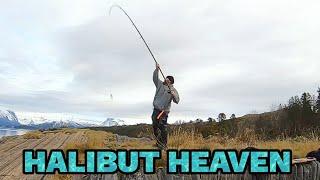 Shore fishing for halibut in arctic Norway