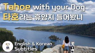 Dog Friendly Places in Lake Tahoe 미국 브이로그 캘리포니아 현지인들의 휴양지 타호 feat. 반려견과 함께