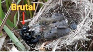 the first time in the world baby birds were disturbed by wood-boring beetles. bird eps 141