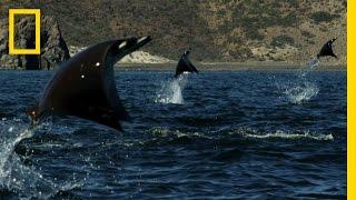 Gigantic School of Rays  Untamed Americas