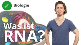 RNA Was ist das und wie ist sie aufgebaut? – Biologie  Duden Learnattack