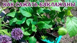 Посадка баклажанов в открытый грунт. Как сажать баклажаны