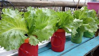 Cara Menanam Selada Hidroponik di Rumah - How to Grow Lettuce At Home