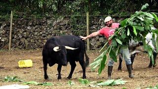 GR Wild Bulls - Os Touros De Gil Rocha - Ilha Terceira - Açores