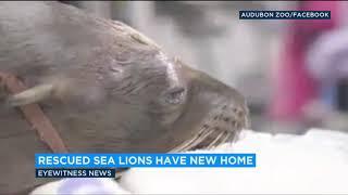 Injured sea lions found in SoCal nursed back to health  ABC7