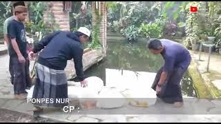 Obral Koi Jumbo super Jumbo Murah 40-50 cm - Kebun Ijah