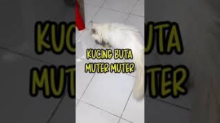 KUCING BUTA MUTER MUTER