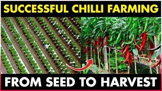 A Spicy Business How to Make Money from Chilli Farming  Tips and Tricks for Growing Chilli Peppers