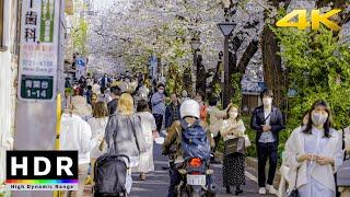 【4K HDR】Tokyo Cherry Blossoms - Meguro River at Naka-meguro - Japan Sakura