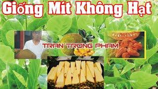 Cây Giống Mít Không Hạt Có Thực Sự NgonTRAN TRONG PHAM