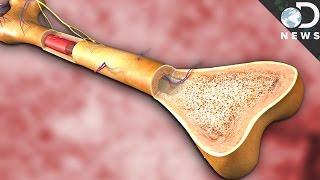 What Does Bone Marrow Actually Do?