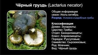 Чёрный груздь Lactarius necator