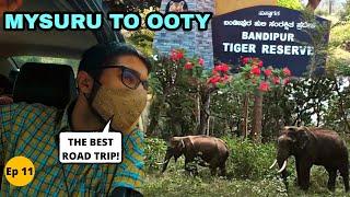 Mysore to Ooty Road Trip by Car  Just Rs 3900  Bandipur Tiger Reserve  Mudumalai National Park