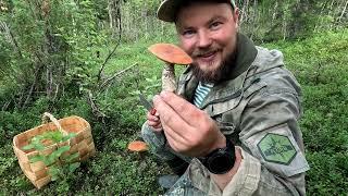 ЗАГЛЯНУЛ В ЛЕС А ТАМ. СБОР ГРИБОВ В ДИКОЙ ПРИРОДЕ. В ЛЕС ЗА СЪЕДОБНЫМИ ГРИБАМИ. НАШЕЛ ИХ В ЛЕСУ