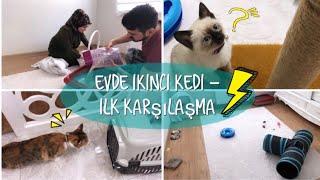 EVE İKİNCİ KEDİ GELDİ - BALIM İLE İLK KARŞILAŞMALARI - NELER HAZIRLADIK?  #herşeyaşkla #vlog