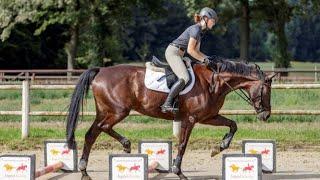 Springreiten? Aber sicher Teil 3 Übungen mit Cavaletti