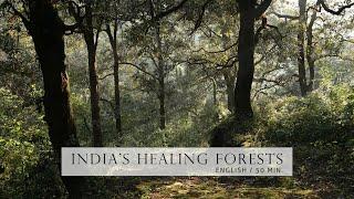 Nature Documentary - Healing Forests of India   English HD  Chapter shortcuts in description