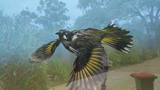 Visited by a New Holland Honeyeater