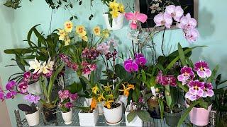 Мои короли и королевы апрель 2024. Цветение 23 орхидеи за 25 минут . Ого  Целых 5 королевских особ