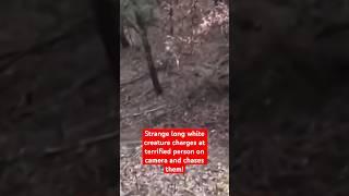 Strange Long White Creature Charges at Terrified Person on Camera and Chases Them