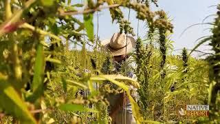 HEMP PRODUCTION Follow-up on the Oneida Nation of Wisconsin’s hemp project