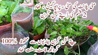 100% Free Organic Fertilizer for Money Plant  Money Plant Care  How to Propogate Money Plant